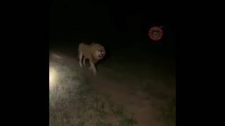 tiger spotted at bhawan vaishnodevi 😊😊Jai mata di