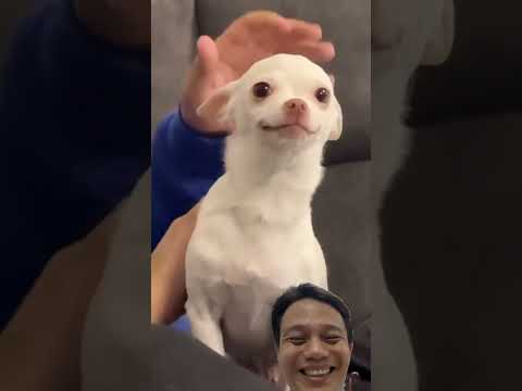 🐾 Chihuahua Surprise: From Grumpy to Laughing in One Request! 😂🐶