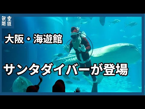 大阪・海遊館にサンタダイバー登場