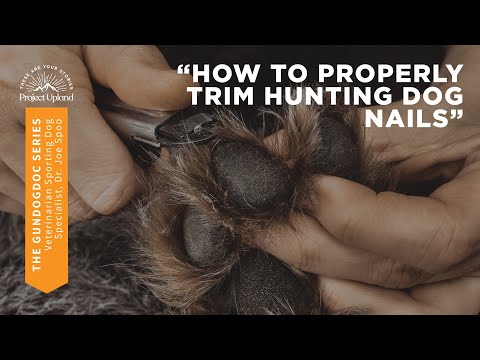 How to Properly Trim Hunting Dog Nails with Veterinary Dr. Joe Spoo