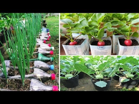 Top 9 easy to grow vegetables for beginners