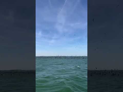 Thousands of Birds on Lake Erie #shorts