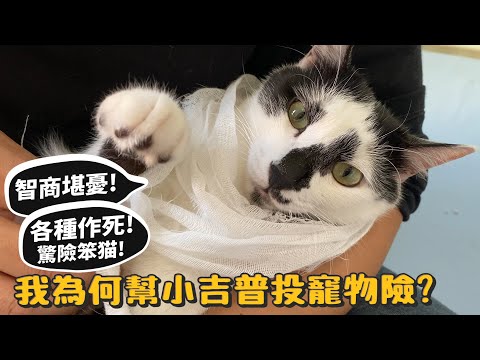 智商最低的猫?各種作死!帶吉普看醫生!為何幫小吉普保寵物險?【許伯簡芝】Ft.國泰產險