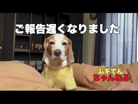 【ビーグル犬】ご報告遅くなってしまいました