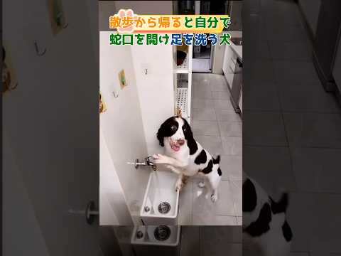 散歩から帰ると自分で蛇口を開け足を洗う犬#dog#shorts#clever #犬#賢い犬