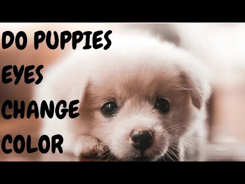 Do Puppies Eyes Change Color