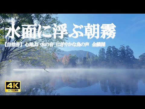 水面に浮かぶ朝霧:心地よい水の音 にぎやかな鳥のさえずり 金鱗湖/ ストレス緩和、活力向上、癒しの空間作り【自然音,ASMR,立体音響,4K,relaxing  nature sounds】