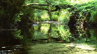 CALMING SOUNDS OF STREAM WITH SINGING BIRDS, RELAXING SOUNDS OF NATURE