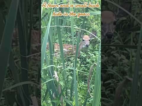 A fawn and her brother hide in the grass | Horizons_視野 | white-tailed deer | small buck | wildlife