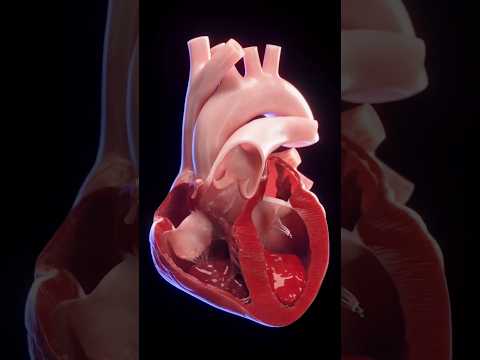 Pumping of heart #3danimation #humananatomy #ytshorts #drstethombbsmdmedicine #heart #health