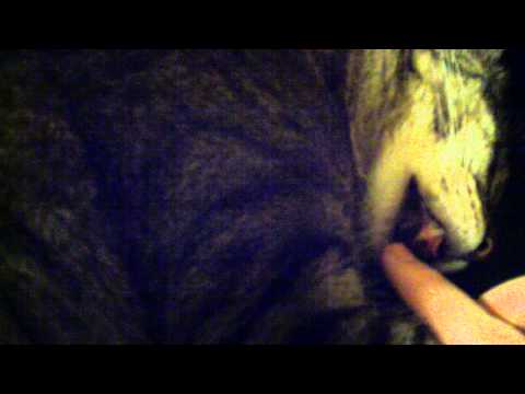 Ricky Bobby the Sleepy Cat (pt 2)