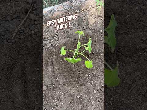 Today on the Homestead: Easy Watering Hack for Healthy Plants | Save Water in the Garden #shorts