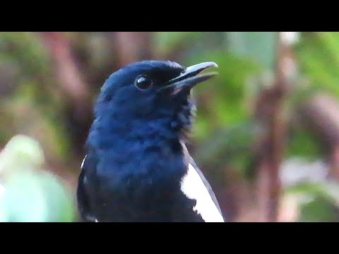 A Robin Singing | oriental magpie robin call |  magpie robin sound #magpierobin #birdsounds #birds