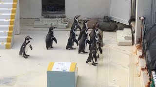 【おたる水族館】飼育員の言うことを聞かないペンギンショーが面白すぎた penguin show where they didn't listen to the keeper was too funny