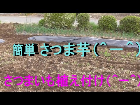 さつまいも植え付け