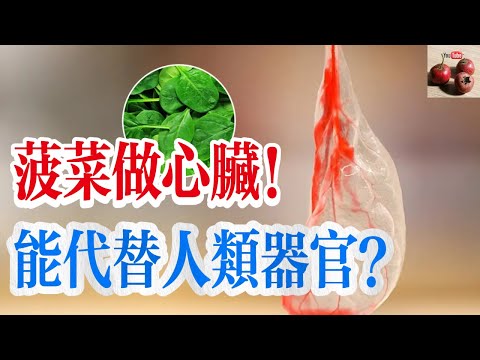 【億點獵奇】菠菜居然能做心臟！而且可以替代人的器官？【有億思】#獵奇 #科普 #科學