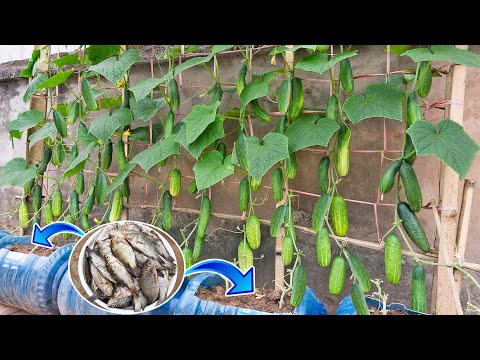 Method of growing cucumbers using fish fertilizer | Unexpected results, the harvest is not over