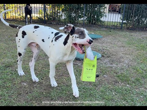 Funny Great Dane & Puppy Wrestle Over Recycling Rights To Wine Box