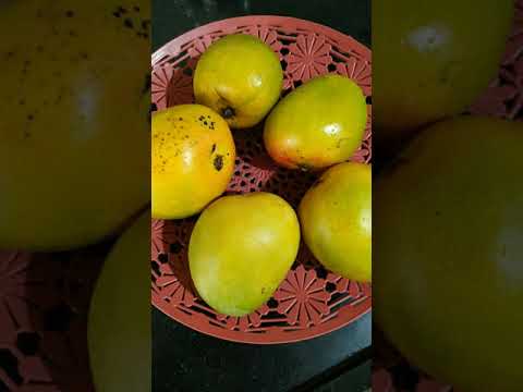 Aamras Recipe | आमरस रेसीपी | Mango Juice 🥭 #Shorts #ytshorts #mango