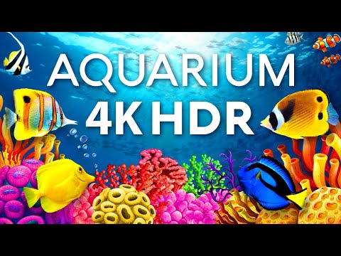 The Best Aquarium in 4K HDR 🐠 Calm & Relaxing Coral Reef Aquarium - Relaxing Tv Art Screensaver