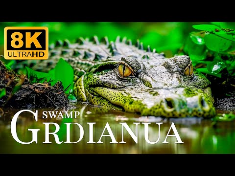 Swamp Guardian 8K ULTRA HD🐾Relaxing Movie With Inspirational Music