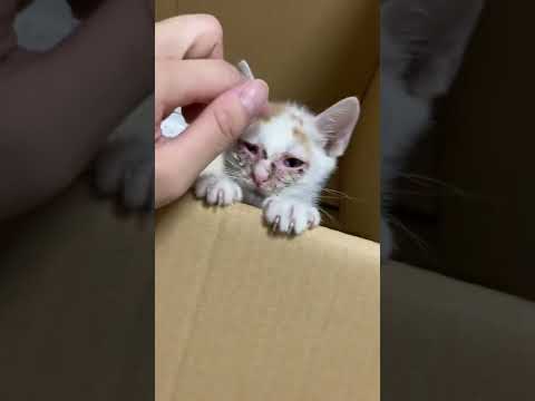 息子仔猫を拾う①