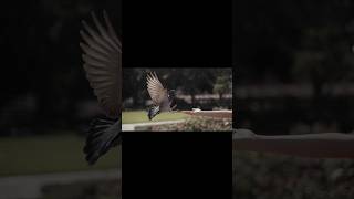 😲सम्हाजदार कबूतर😎 #shorts #shortsfeed #shortvideo #pigeon #kabootar #pigeonlover #kabutarviralvideo