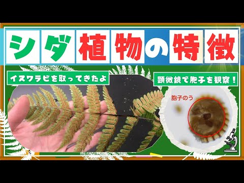 【中学理科】シダ植物の特徴！イヌワラビの胞子を見よう！