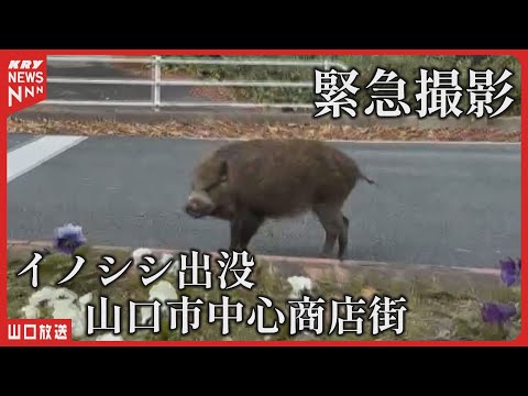 【出没】イノシシが山口市の中心商店街に現れた！