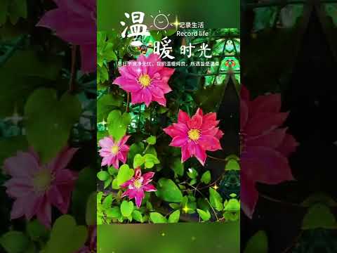 朋友家的小花园