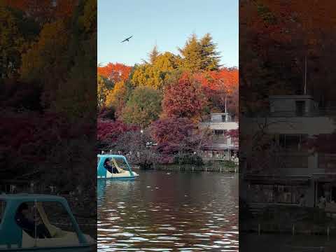 東京井之頭公園遊船 #日本百景 #日本之旅 #紅葉🍁