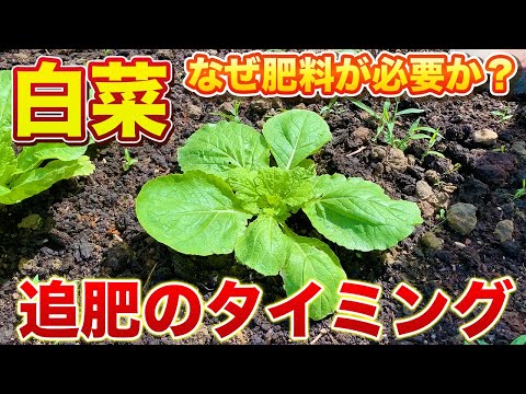 【白菜栽培】白菜を丸く大きくするための追肥作業！追肥の目的を理解するとタイミングは超簡単です！