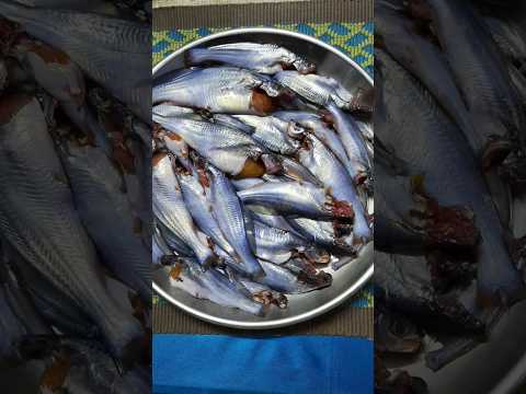 নদীর ডিমওয়ালা গুলশা মাছ♥️ #tiktok #food #fishing #shorts #fish #nature #art #asmr #eating #beautiful