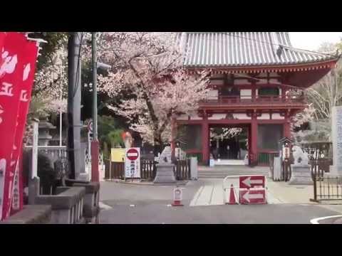 01目黒不動の桜　花見の名所　東京都目黒区