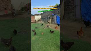 Free Range poultry farming in jammu