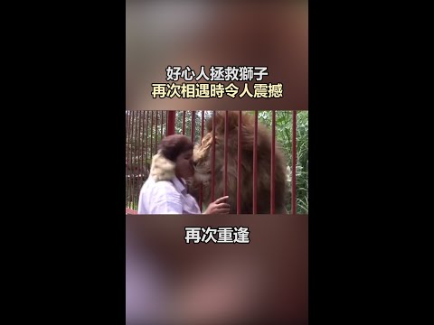 好心人拯救獅子，再次相遇的畫面令人震撼！#寵物 #動物 #可愛 #shorts