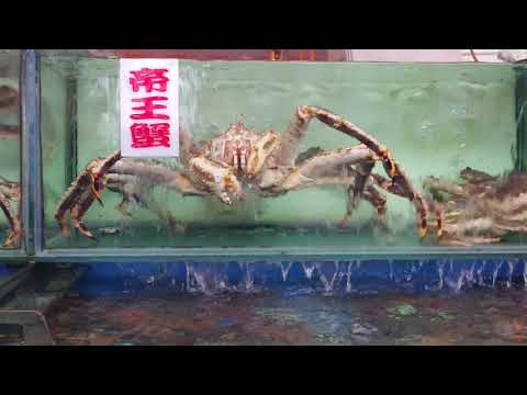 欣賞魚缸內帝王蟹(1)