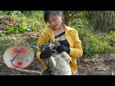 Take care of tomato and gourd gardens, harvest taro sprouts, and make cakes from taro