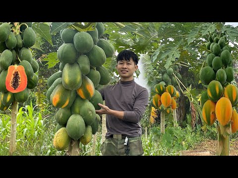 2 year living in forest,The process growing papaya, tomato,Gardening to harvest to market sell