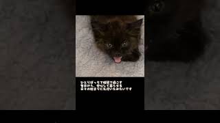 モカちゃん、これからはずっと一緒に暮らそうね。＃保護猫＃子猫＃野良猫