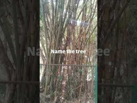 Tree Name comment Maadi...