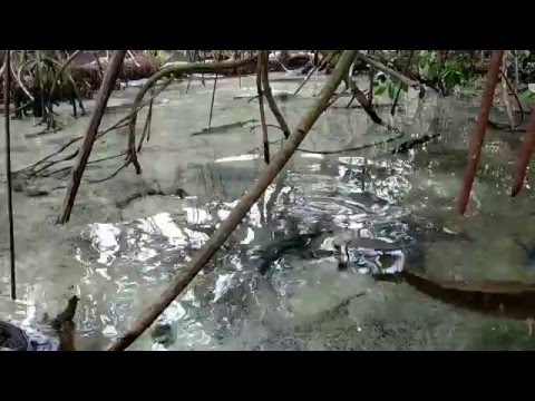 Florida Aquarium Footage