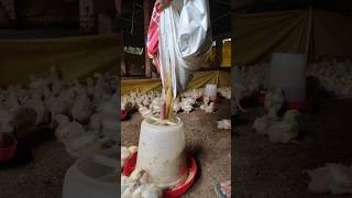 Day 15th  #poultry #trending #chicken #farming #shortsfeed #youtube #poultrydays #viralvideo #reels