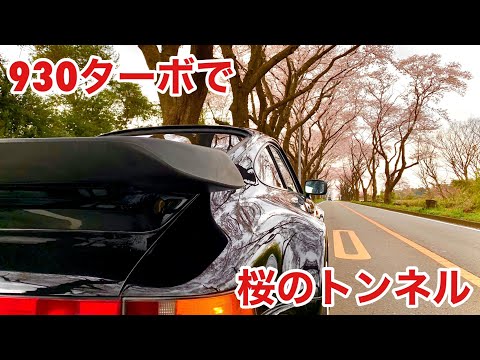 空冷ポルシェ 930ターボ 89年式 桜のトンネル 海軍道路を走ります！