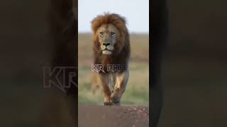 Lion Attitude shayari status Shayari status Attitude shayari #youtubeshorts#viral#shayari#shorts