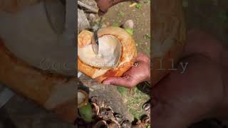 Making Coconut Smoothie at home in Jamaica #youtubeblack #coconut #coconutrecipes