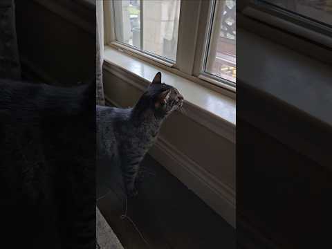 Cats Watching Birds🤣🤣 || DHBG