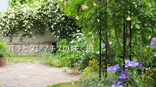 《ベストシーズン到来》５月の庭を美しく彩るバラ5種とクレマチス5種《T's Gardenのガーデニング》