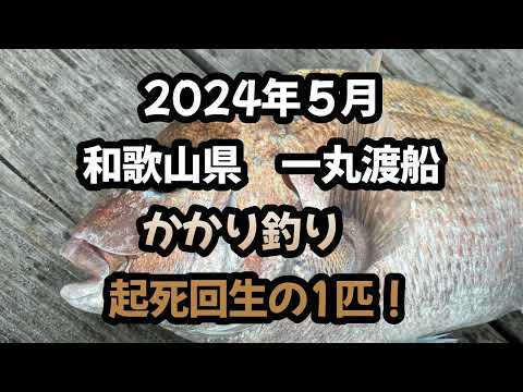 和歌山県、一丸渡船の筏、チヌを狙ってかかり釣り、激シブの中、起死回生の1匹！