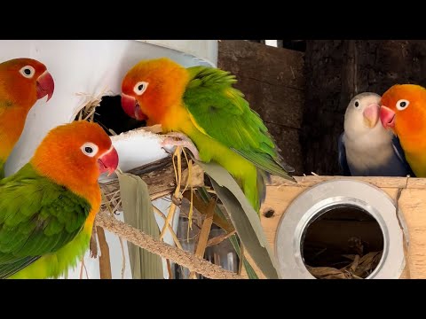 Smart lovebird Parrot  , Little cute lovebird 🦜🥰 #bird #lovebirds